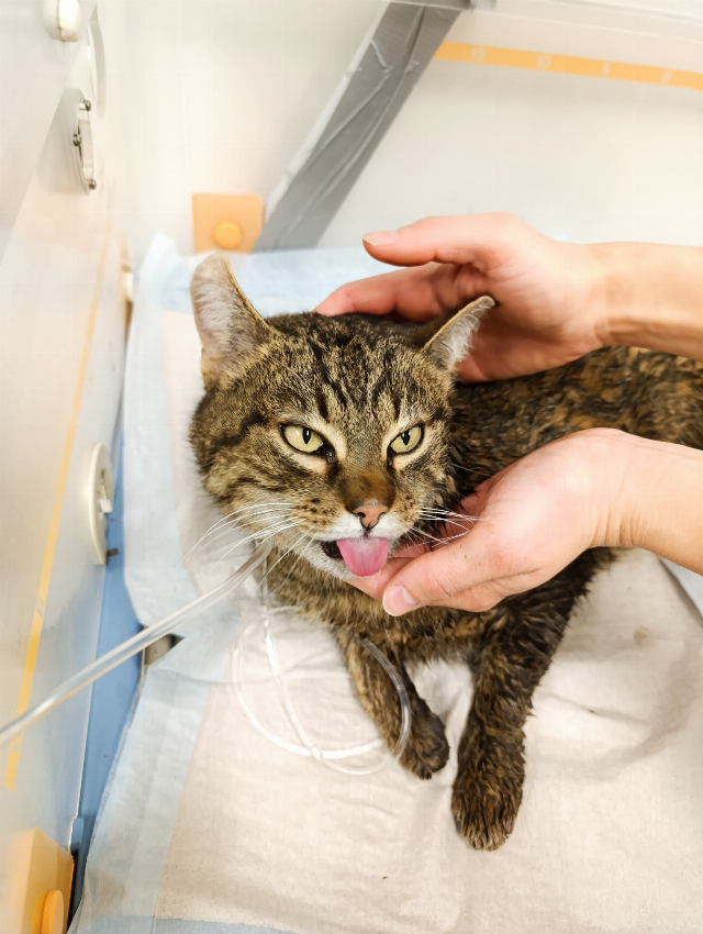 Europäische Hauskatze