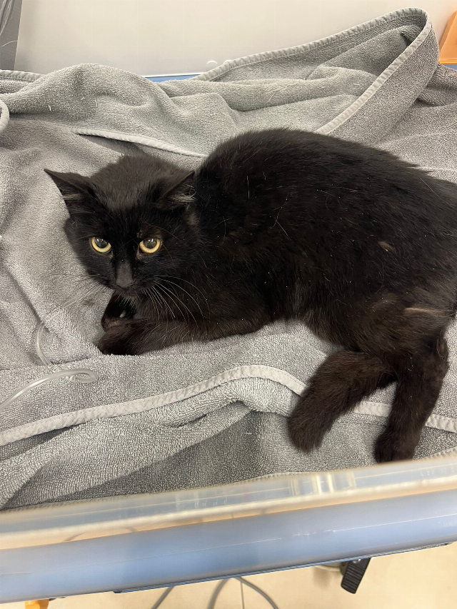 Europäische Hauskatze