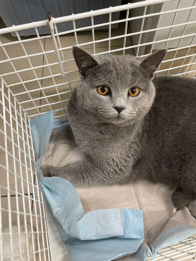 Europäische Hauskatze