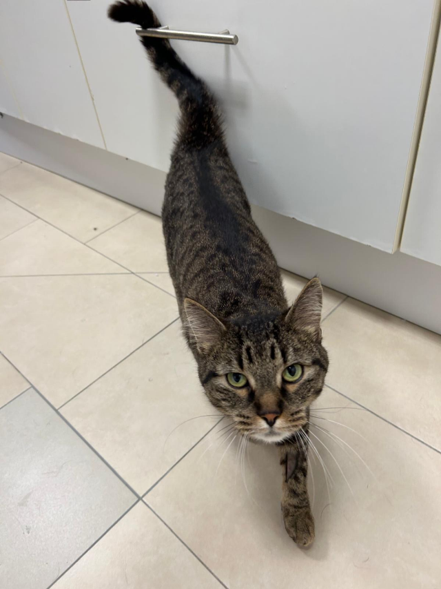 Europäische Hauskatze