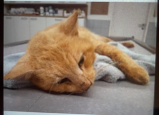 Europäische Hauskatze