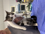 Fundtier Tier-ID 39536