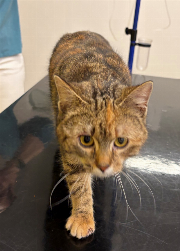 Fundtier Tier-ID 39657