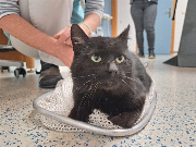 Fundtier Tier-ID 39746