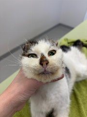 Fundtier Tier-ID 39682