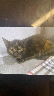 Fundtier Tier-ID 39720