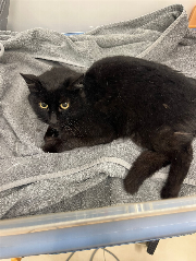 Fundtier Tier-ID 39774