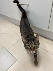 Fundtier Tier-ID 39780