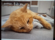 Fundtier Tier-ID 39790