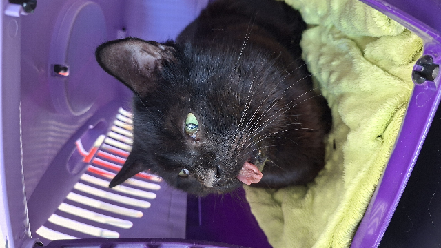 Europäische Hauskatze