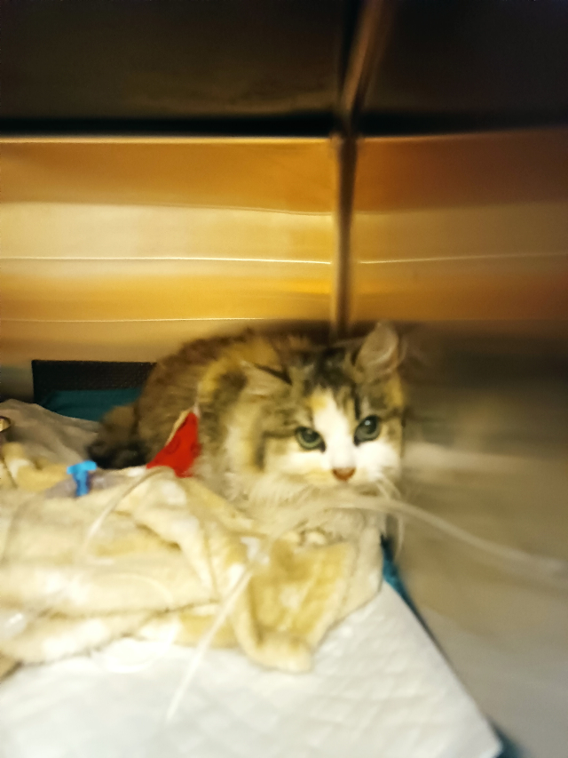 Europäische Hauskatze