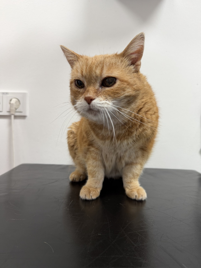 Europäische Hauskatze