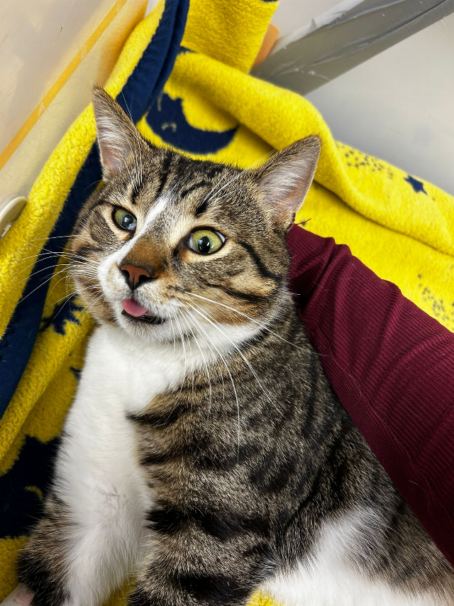 Europäische Hauskatze