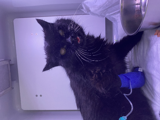 Europäische Hauskatze