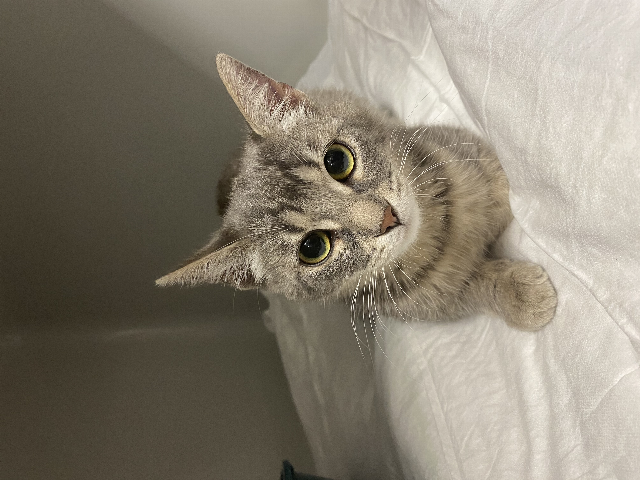 Europäische Hauskatze