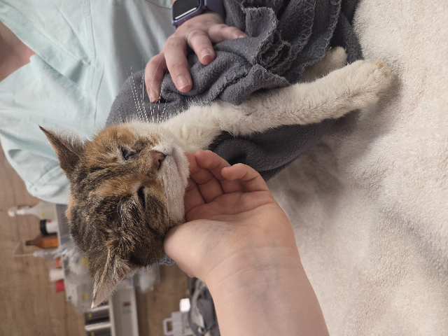 Europäische Hauskatze