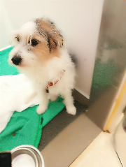 Fundtier Tier-ID 39817