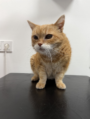 Fundtier Tier-ID 39721