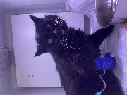 Fundtier Tier-ID 39801