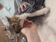 Fundtier Tier-ID 39871