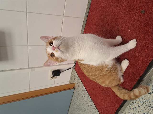 Europäische Hauskatze
