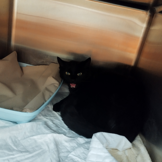 Europäische Hauskatze