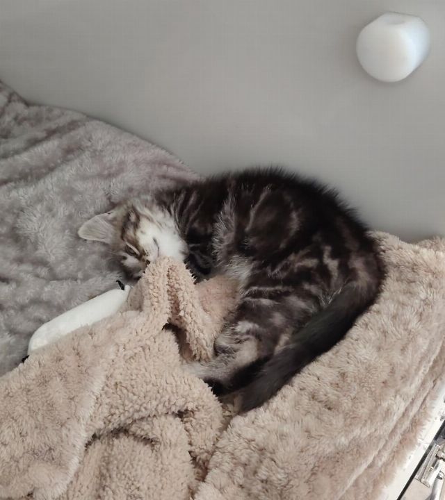 Europäische Hauskatze