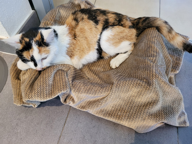 Europäische Hauskatze