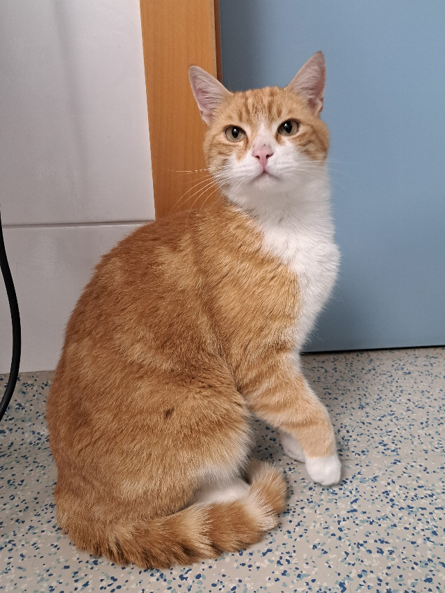 Europäische Hauskatze