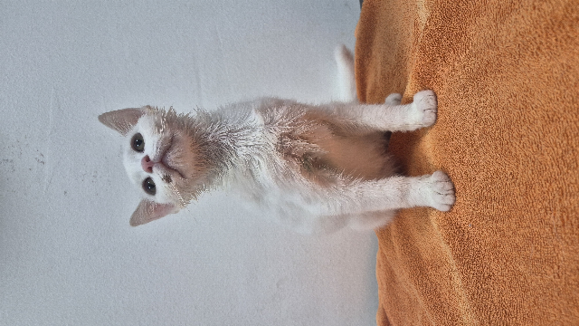Europäische Hauskatze