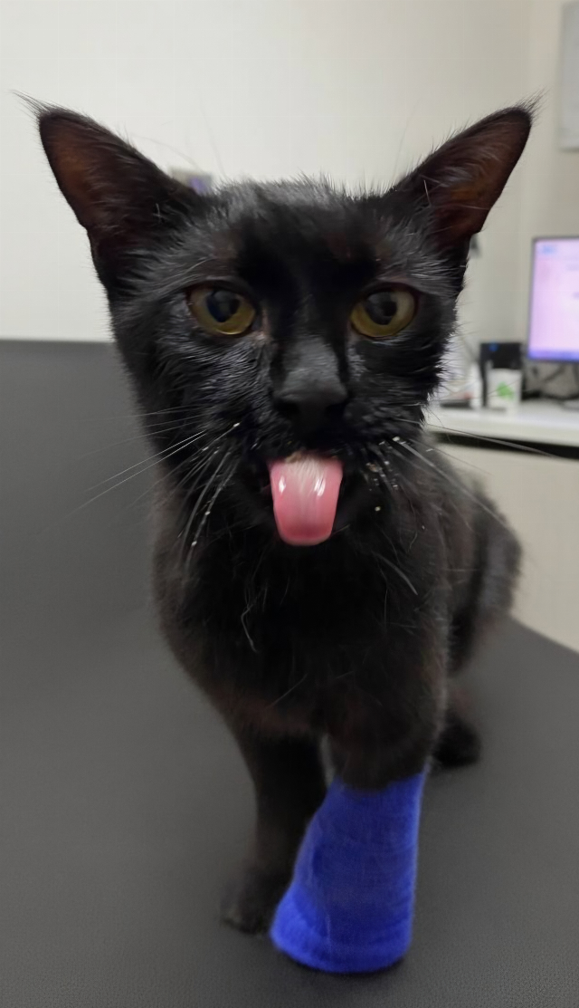 Europäische Hauskatze