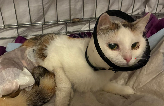 Europäische Hauskatze