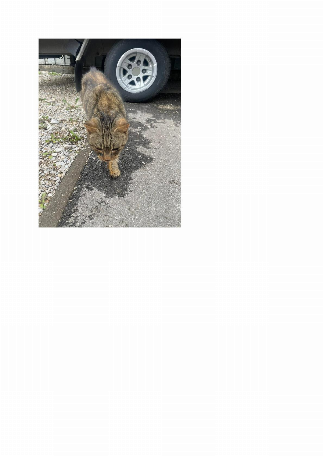 Europäische Hauskatze