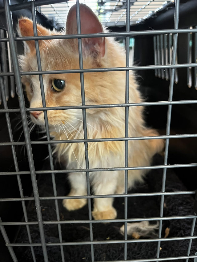Europäische Hauskatze