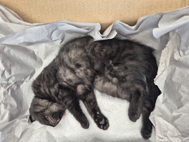 Europäische Hauskatze