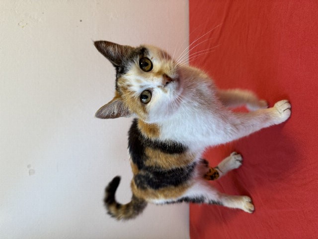 Europäische Hauskatze