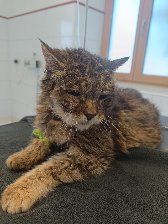 Europäische Hauskatze