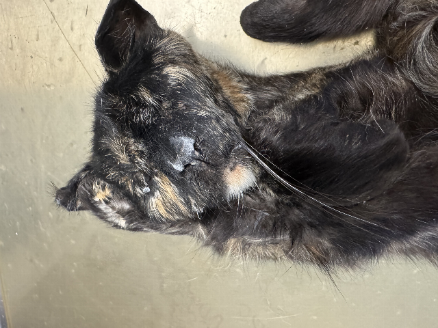Europäische Hauskatze