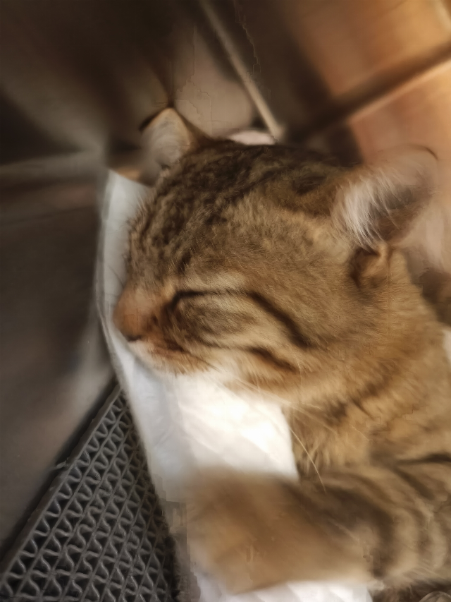 Europäische Hauskatze