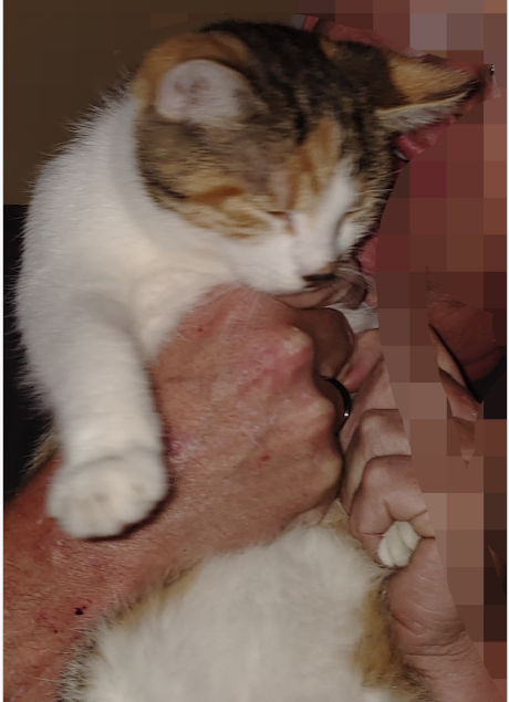 Europäische Hauskatze
