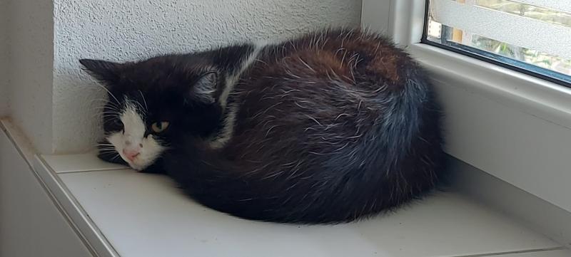 Europäische Hauskatze