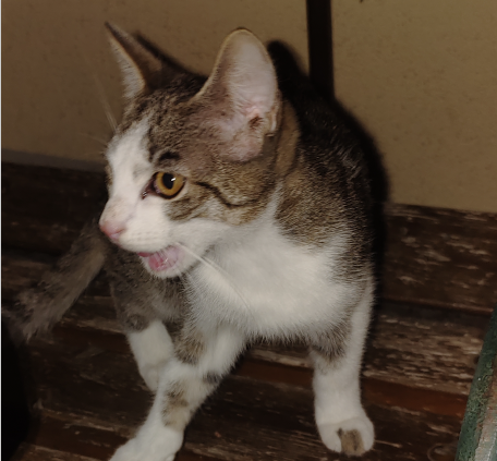 Europäische Hauskatze