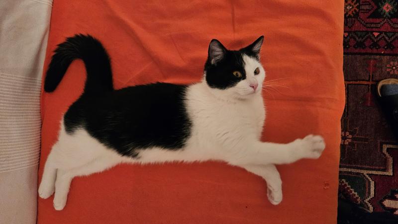 Europäische Hauskatze