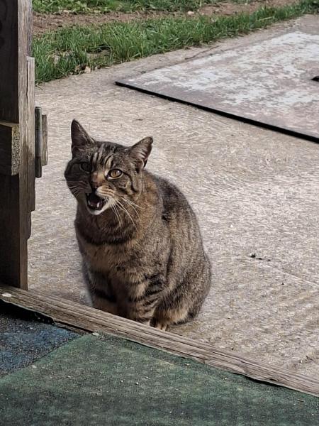 Europäische Hauskatze