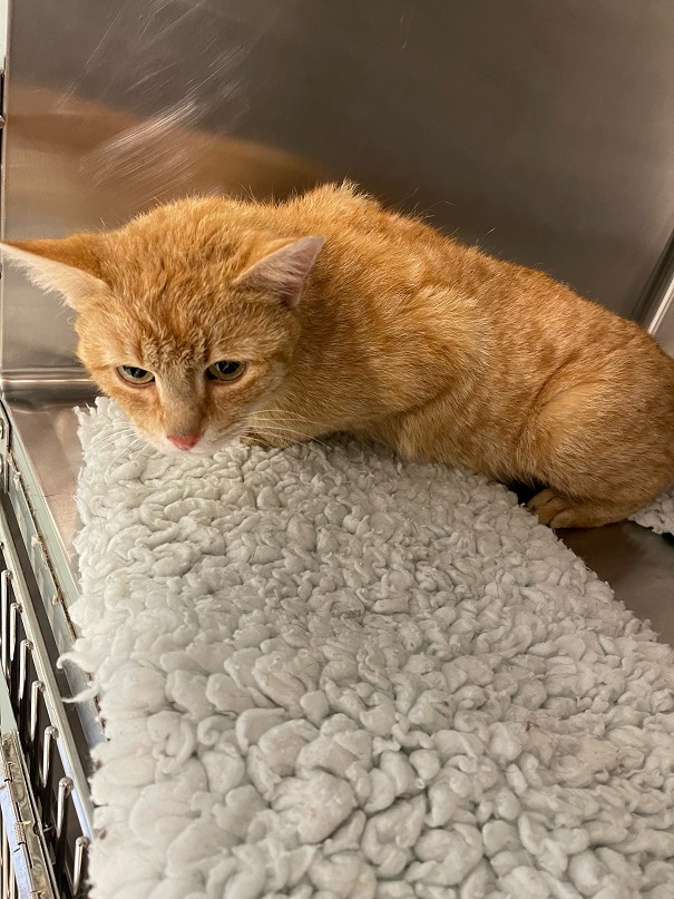 Europäische Hauskatze