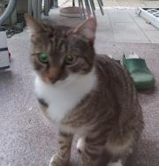 Fundtier Tier-ID 38537