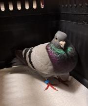 Fundtier Tier-ID 36820