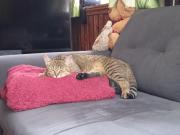 Fundtier Tier-ID 33358