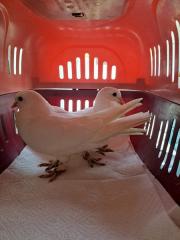 Fundtier Tier-ID 36576