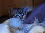 Fundtier Tier-ID 32624